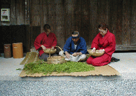 花山椒・木の芽・実山椒の収穫風景